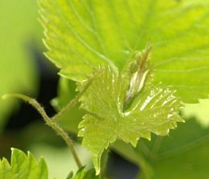junge Rebe im Fühling