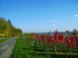 ... und immer einen tollen Blick auf Markelsheim und die Weinberge