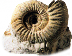 Ceratit, Amonitenart im Muschelkalk Ceratit, Amonitenart im Muschelkalk