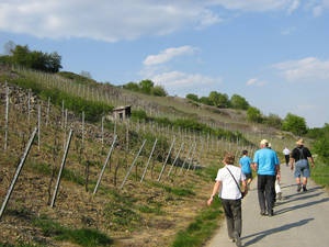 Wandern in den Weinbergen um Laudenbach