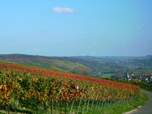 Blick über die Weinberge auf Markelsheim Blick über die Weinberge auf Markelsheim