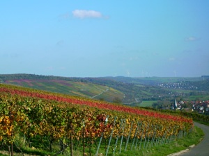 Blick über die Weinberge auf Markelsheim