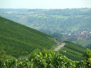 Blick über die Weinberge nach Elpersheim